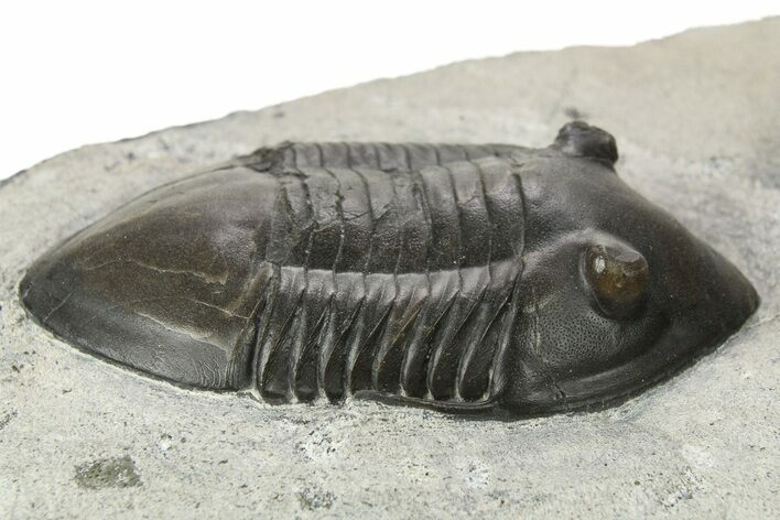 Inflated Isotelus Trilobite - Walcott-Rust Quarry, NY #269708